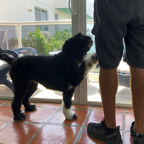 Training my Dog to be a Hearing Dog TrainingMyDog2BaHearingDog